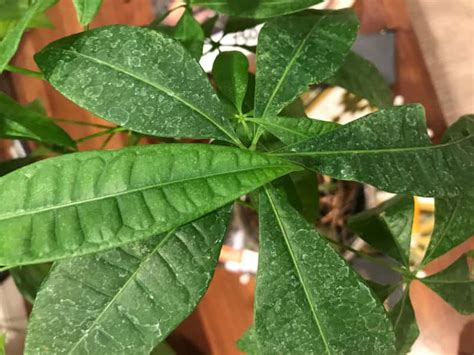 money tree white spots on leaves